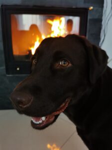 Labrador Retriever Copernicus Stars FCI