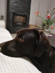 Labrador Retriever Copernicusstars.pl FCI ZKwP