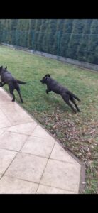 Labrador Retriever Copernicus Stars FCI