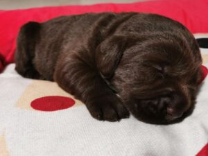 Labrador Retriever Copernicusstars.pl