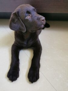 Labrador Retriever Copernicus Stars FCI