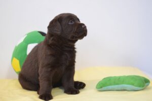 Labrador Retriever Copernicus Stars FCI
