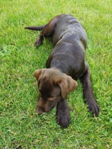 Labrador Retriever Copernicus Stars FCI