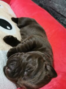 Labrador Retriever Copernicusstars.pl