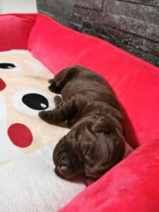 Labrador Retriever Copernicusstars.pl