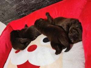 Labrador Retriever Copernicusstars.pl
