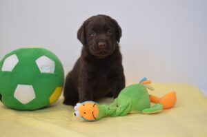 Labrador Retriever Copernicus Stars FCI