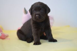 Labrador Retriever Copernicus Stars FCI