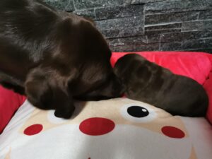 Labrador Retriever Copernicusstars.pl