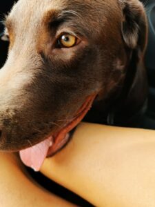 Labrador Retriever Copernicus Stars FCI