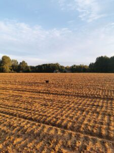 Labrador Retriever Copernicus Stars FCI