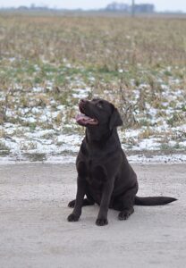 Labrador Retriever Copernicus Stars FCI