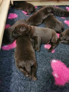 Szczeniaki Labrador Retriever Copernicus Stars FCI