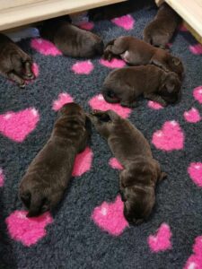 Szczeniaki Labrador Retriever Copernicus Stars FCI