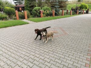 Labrador Retriever Copernicus Stars FCI