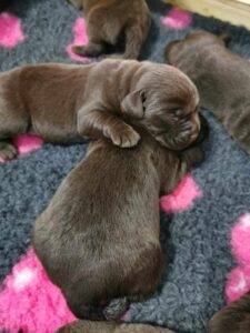 Szczeniaki Labrador Retriever Copernicus Stars FCI