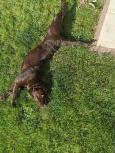 Labrador Retriever Copernicus Stars FCI