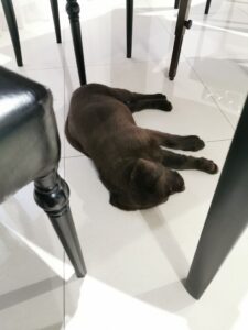 Labrador Retriever Copernicus Stars FCI