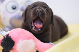 Labrador Retriever Copernicus Stars FCI