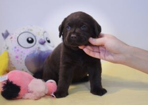 Labrador Retriever Copernicus Stars FCI