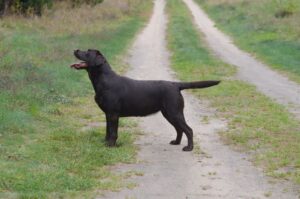 Labrador Retriever Copernicus Stars FCI