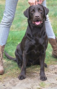 Labrador Retriever Copernicus Stars FCI