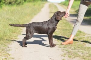 Labrador Retriever Copernicus Stars FCI