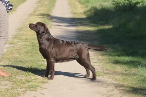 Labrador Retriever Copernicus Stars FCI