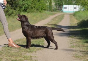 Labrador Retriever Copernicus Stars FCI