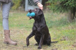 Labrador Retriever Copernicus Stars FCI