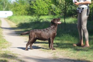 Labrador Retriever Copernicus Stars FCI