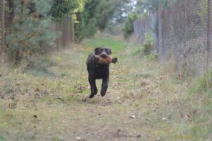 Labrador Retriever Copernicus Stars FCI