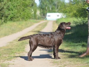 Labrador Retriever Copernicus Stars FCI
