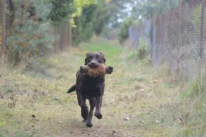 Labrador Retriever Copernicus Stars FCI