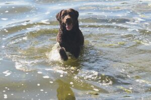 Labrador Retriever Copernicus Stars FCI