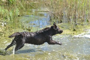 Labrador Retriever Copernicus Stars FCI