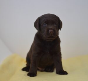Labrador Retriever Copernicus Stars FCI