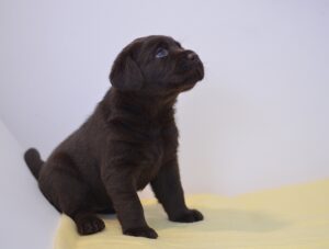 Labrador Retriever Copernicus Stars FCI