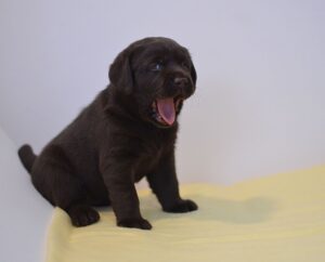 Labrador Retriever Copernicus Stars FCI
