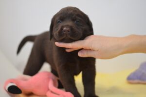 Labrador Retriever Copernicus Stars FCI