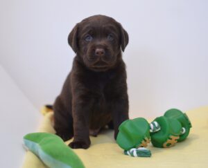 Labrador Retriever Copernicus Stars FCI