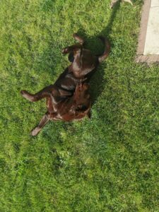 Labrador Retriever Copernicus Stars FCI