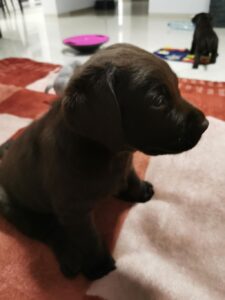 Labrador Retriever Copernicus Stars FCI
