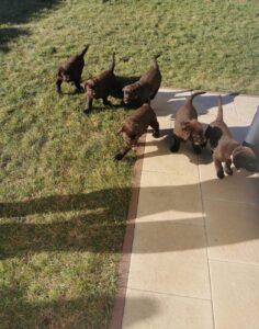 Labrador Retriever Copernicus Stars FCI