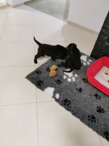 Labrador Retriever Copernicus Stars FCI