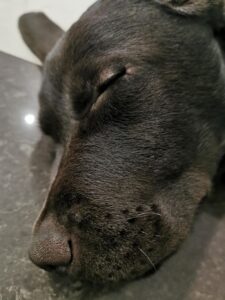 Labrador Retriever Copernicus Stars FCI