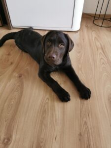 Labrador Retriever Copernicusstars.pl FCI ZKwP