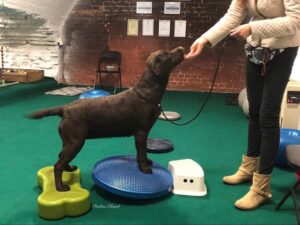 Labrador Retriever Copernicusstars.pl FCI ZKwP