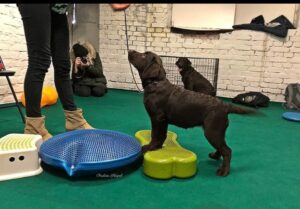 Labrador Retriever Copernicusstars.pl FCI ZKwP