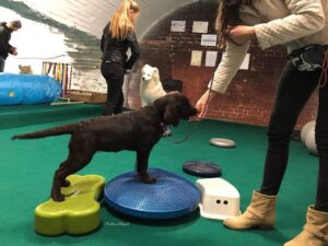 Labrador Retriever Copernicusstars.pl FCI ZKwP